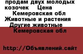 продам двух молодых козочек  › Цена ­ 11 000 - Кемеровская обл. Животные и растения » Другие животные   . Кемеровская обл.